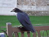 Filename=DSCF4244.JPG
Filesize=1400KiB
Dimensions=2816x2112
Date added=Mar 22, 2014 DSCF4244.JPG