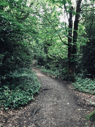 Footpath through Oxleas Wood