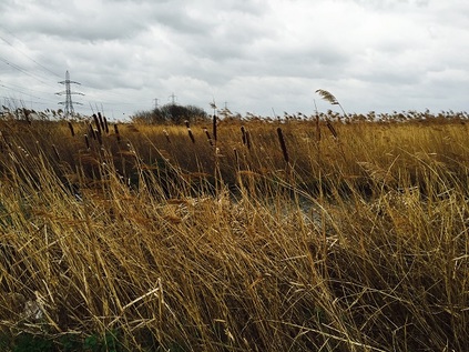 The Common Watercourse - Rainham Marshes