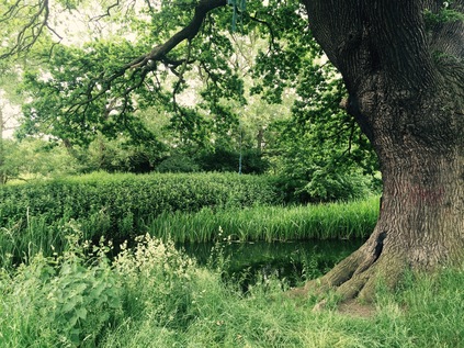 In the Roding Valley