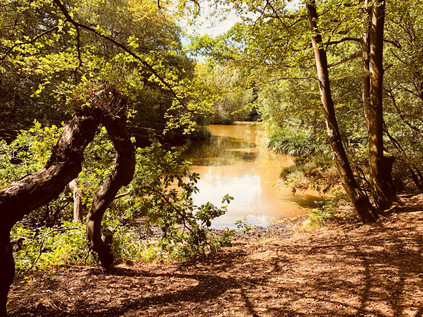 Strawberry Hill Ponds