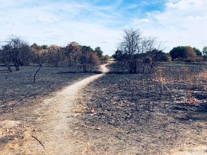 Wanstead Flats, after the grass fire